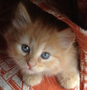Ginger Siberian kitten
